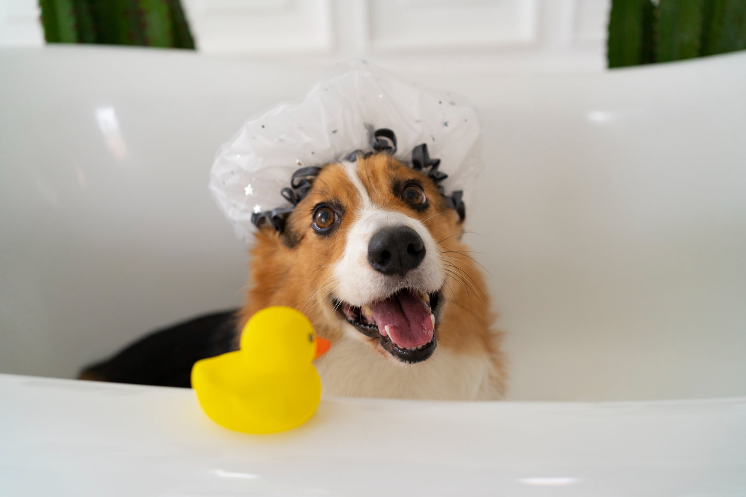 5 Ways to Make Bath Time Easier for Your Dog