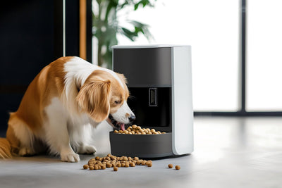 Healthy Eating Habits for Dogs — Why Smart Feeders Matter - RANPAW