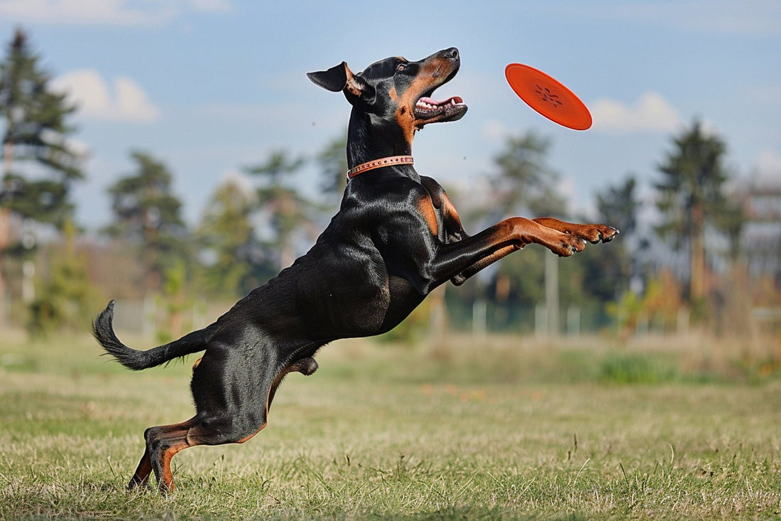 How to Keep Your Dog Active &amp; Happy Indoors - RANPAW
