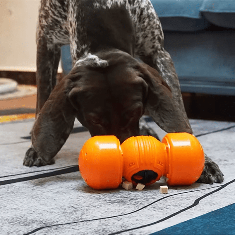 Food Dispenser - RANPAW