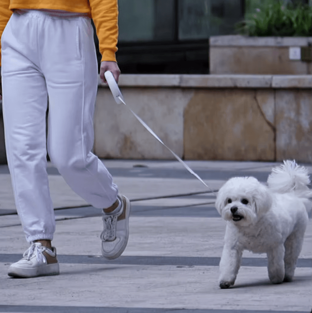 Retractable Dog Leash - RANPAW
