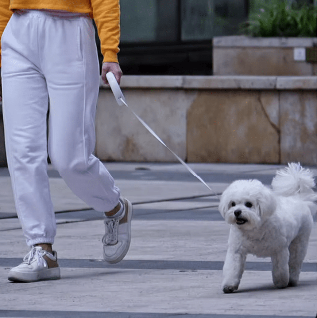 Retractable Dog Leash - RANPAW