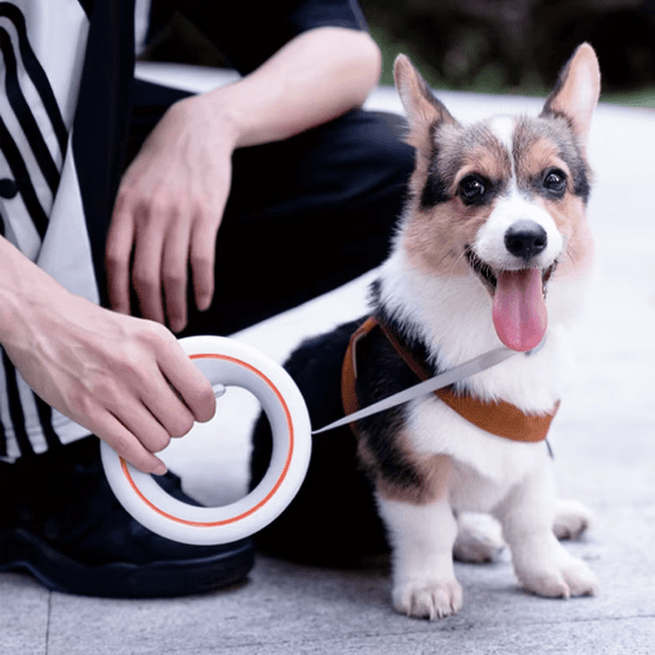 Retractable Dog Leash - RANPAW